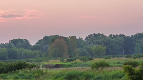 Paarden grazen — Stockvideo