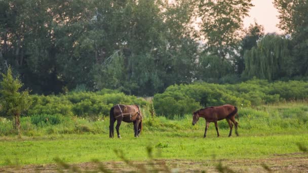 Horses grazing — Stock Video