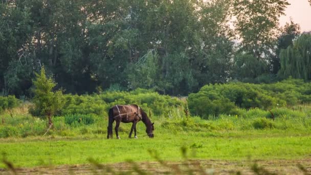 Koně, pastva — Stock video