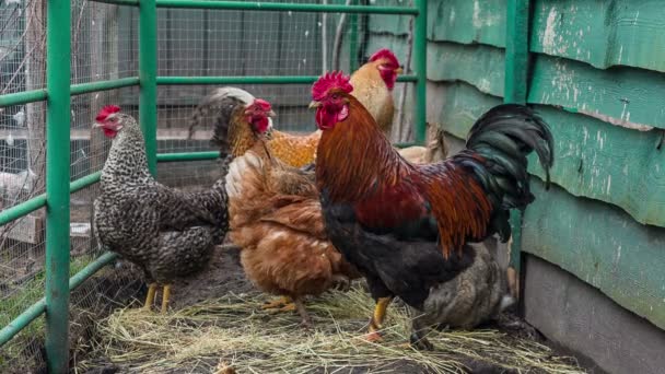 Kedvtelésből tartott állatok a farmon — Stock videók