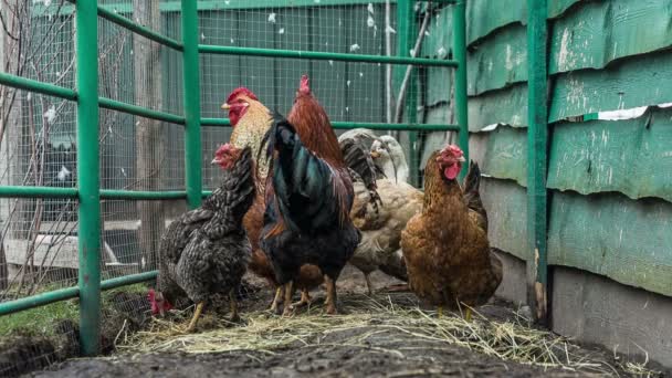 Kedvtelésből tartott állatok a farmon — Stock videók