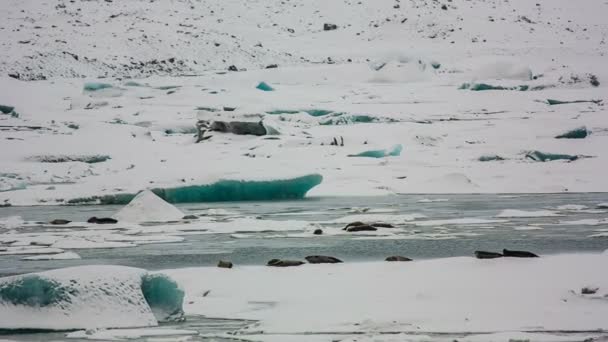 Islandia naturaleza — Vídeos de Stock