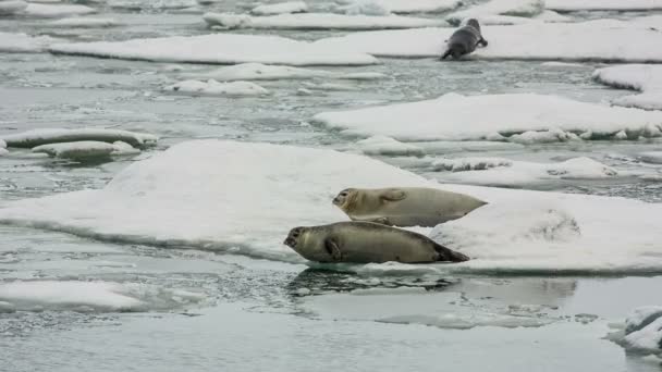 Islande nature — Video