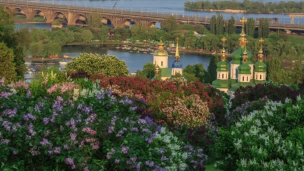 Kiev, flowering lilac in the National Botanical Garden — Stock Video