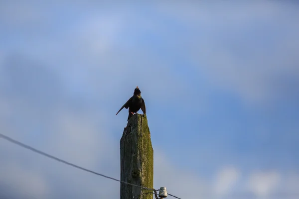 Pájaro en un viejo poste eléctrico — Foto de Stock