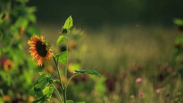 Zonnebloemen bij zonsondergang — Stockvideo