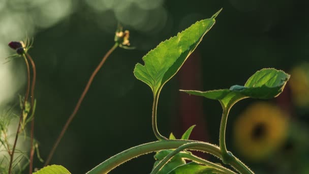 Tournesols au coucher du soleil 