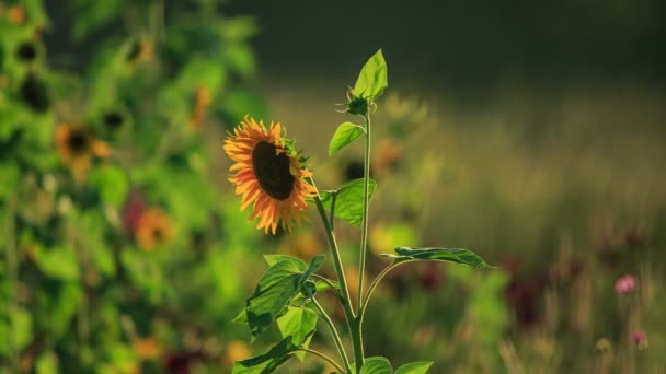 Tournesols au coucher du soleil — Video