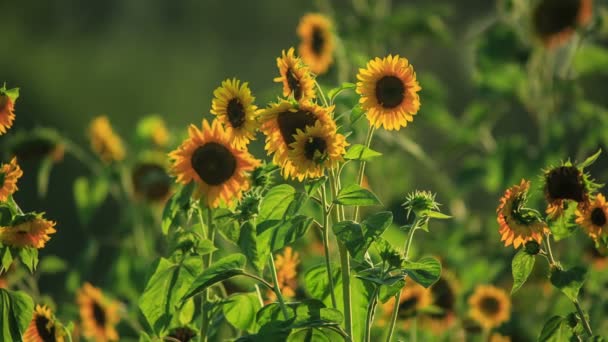 Sunflowers at sunset — Stock Video