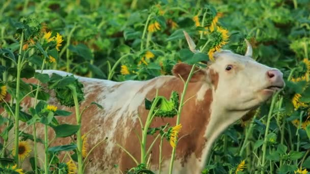 Корова и подсолнухи — стоковое видео