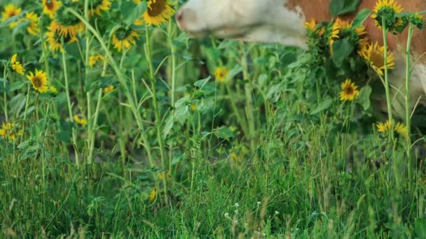 Cow and Sunflowers — Stock Video
