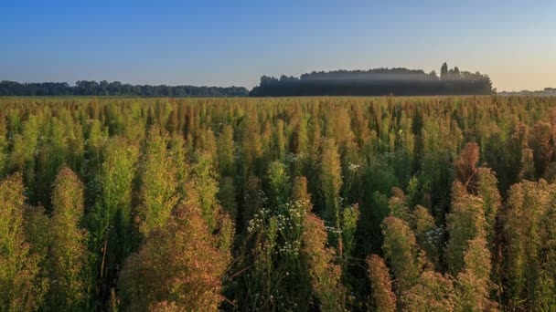 Niebla matutina y campo — Vídeo de stock