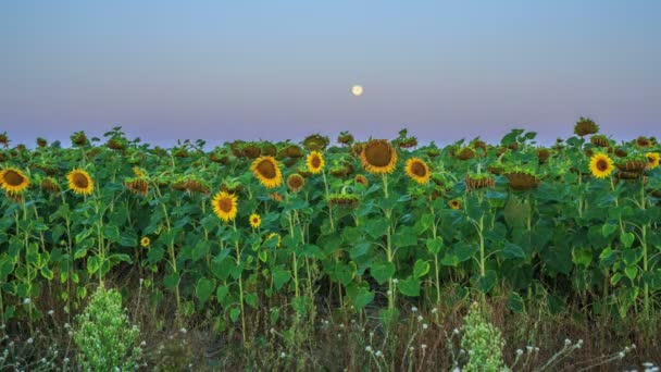 Girasoles al amanecer — Vídeos de Stock