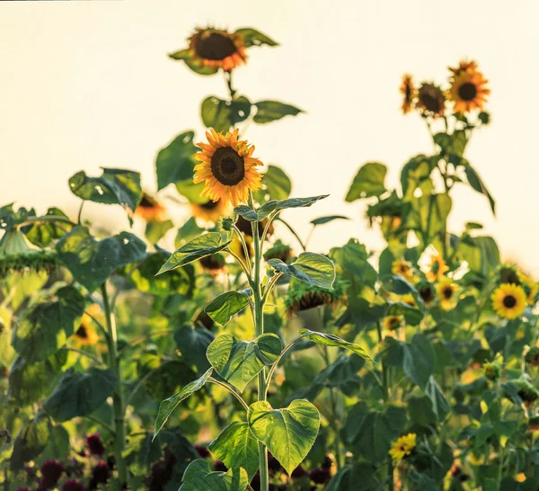 Sunflowers in late summer — Stock Photo, Image