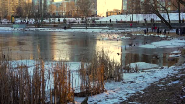 Návštěvníci Parku Natalka Oblasti Obolon Kyjevě Krmí Fotografují Labutě Kachny — Stock video