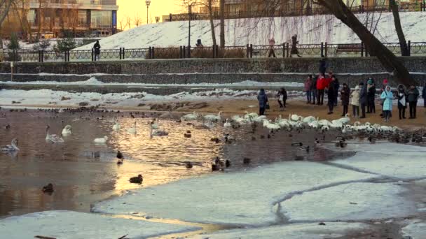 Los Visitantes Del Parque Natalka Área Obolon Ciudad Kiev Alimentan — Vídeos de Stock