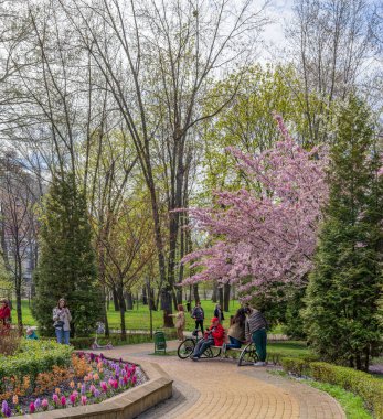 İnsanlar Obolon, Kyiv, Ukrayna 'daki Natalka parkında kiraz çiçeklerinin yanında fotoğraf çekmeyi seviyorlar..