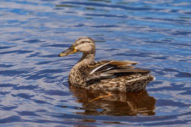 Vahşi ördekler resim gibi suyun arka planında bir gölde beslenirler..