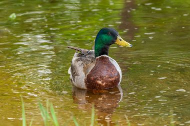 Vahşi ördekler resim gibi suyun arka planında bir gölde beslenirler..