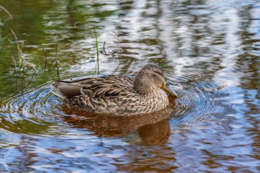Vahşi ördekler resim gibi suyun arka planında bir gölde beslenirler..