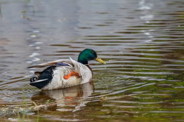 Vahşi ördekler resim gibi suyun arka planında bir gölde beslenirler..
