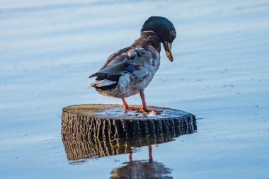 Vahşi ördekler resim gibi suyun arka planında bir gölde beslenirler..