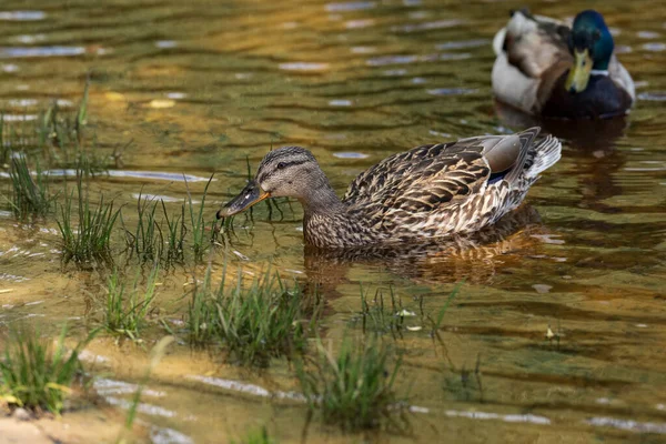 Wild Ducks Feed Pond Backdrop Picturesque Water — Stock Photo, Image