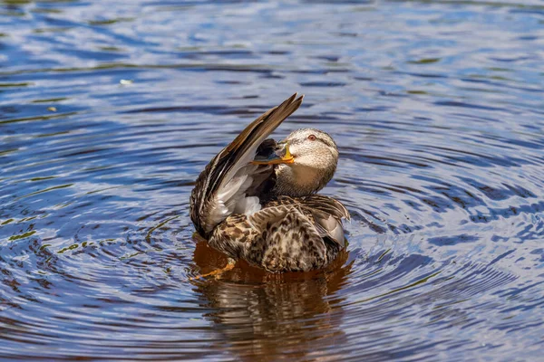 Wild Ducks Feed Pond Backdrop Picturesque Water — Stock Photo, Image