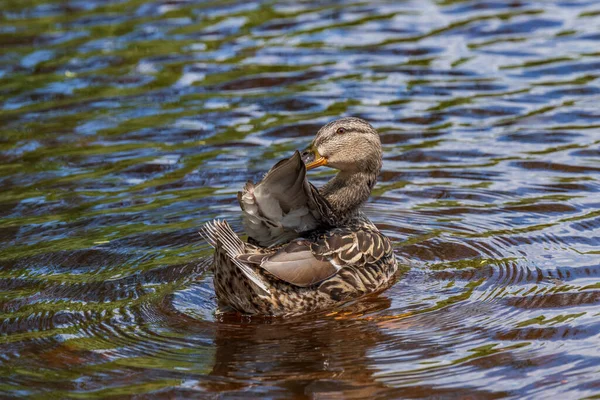 Wild Ducks Feed Pond Backdrop Picturesque Water — Stock Photo, Image