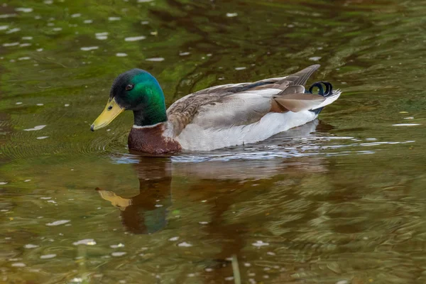 Patos Selvagens Alimentam Uma Lagoa Contra Pano Fundo Água Pitoresca — Fotografia de Stock