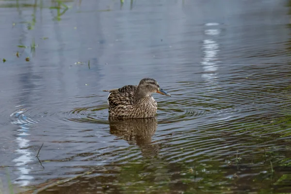 Patos Selvagens Alimentam Uma Lagoa Contra Pano Fundo Água Pitoresca — Fotografia de Stock