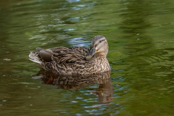 Wild Ducks Feed Pond Backdrop Picturesque Water — Stock Photo, Image