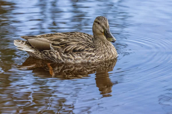 Wild Ducks Feed Pond Backdrop Picturesque Water — Stock Photo, Image