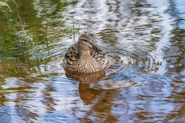 Wild Ducks Feed Pond Backdrop Picturesque Water — Stock Photo, Image