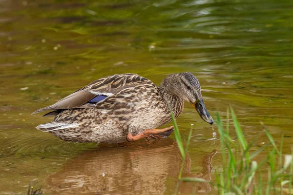 Wild Ducks Feed Pond Backdrop Picturesque Water — Stock Photo, Image