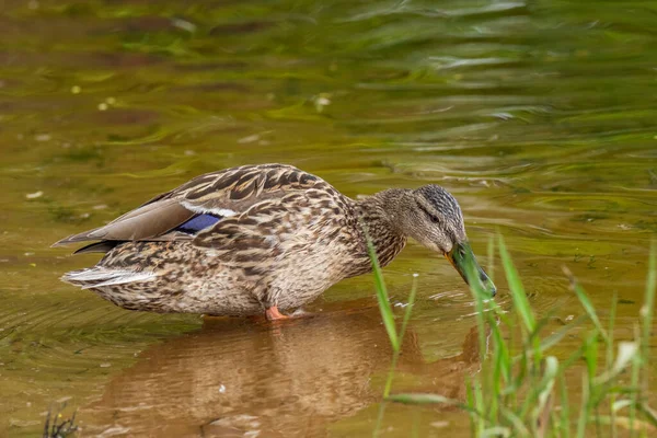 Wild Ducks Feed Pond Backdrop Picturesque Water — Stock Photo, Image