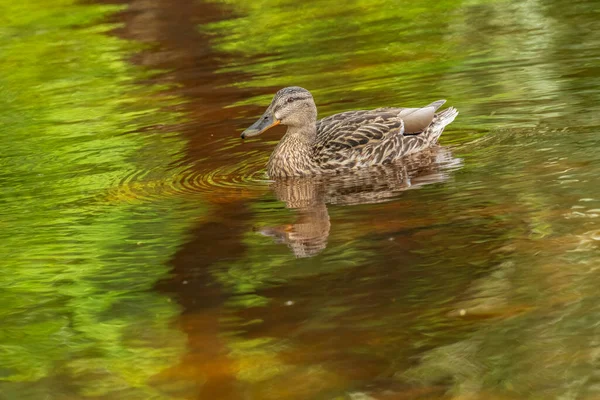 Wild Ducks Feed Pond Backdrop Picturesque Water — Stock Photo, Image
