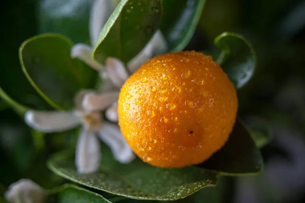 Ramo das mandarinas — Fotografia de Stock