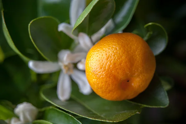 Mandarinenzweig Stockbild