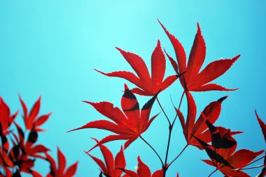 Red leaf in front of blue sky clipart