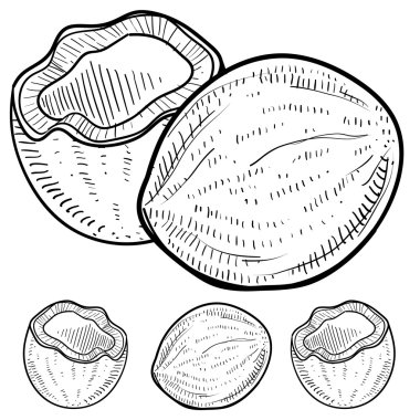 Hindistan cevizi kroki