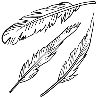 kuş tüyleri kroki
