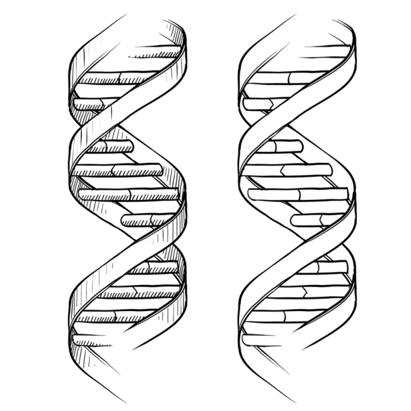 DNA dubbelspiral skiss — Stock vektor