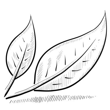 yaprak veya doğa kroki