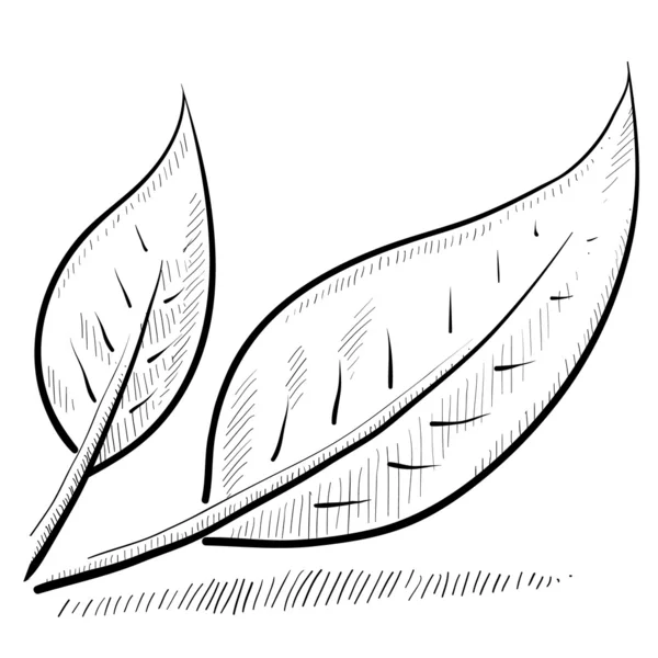 Croquis des feuilles ou de la nature — Image vectorielle