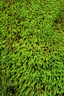 Yeşil yosun dokusu