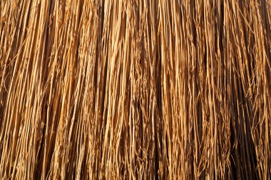 Kuru çimen dokusu arkaplanı