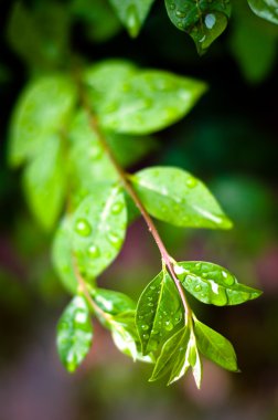 Taze yaprakları yeşil zemin üzerine su damlaları