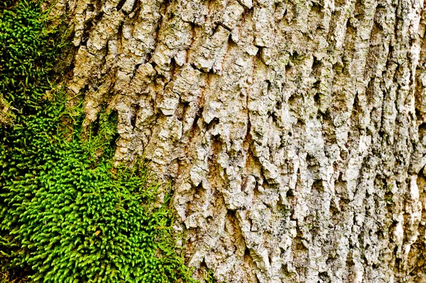Moss on tree bark close-up. nature background — Stock Photo, Image