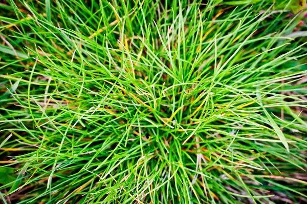 Grass texture background — Stock Photo, Image